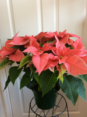 Pink Poinsettia  Plant