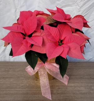 Pink Poinsettia Plant