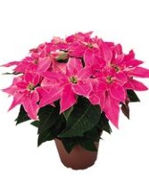 Luv You Pink Poinsettia Blooming Plant 