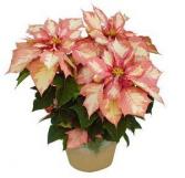 Pink Poinsettia