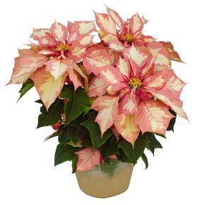 Pink Poinsettia SALE - 20% OFF