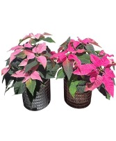 Pink Poinsettias Planter