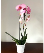 PINK PREMIUM ORCHID HOUSEPLANT planta
