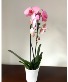 PINK PREMIUM ORCHID HOUSEPLANT planta