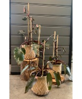 Pink Princess Phalenopsis House Plant
