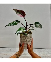 Pink Princess Philodendron 