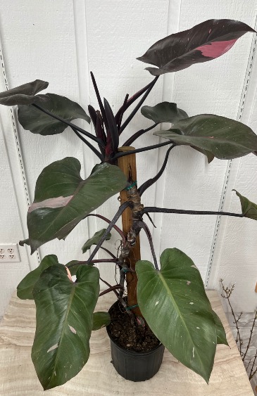 Pink Princess Philodendron  in Easton, MD | Garden Treasures LLC
