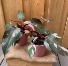 Pink Princess Philodendron potted plant available for a limited time!
