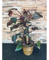 Pink Princess Philodendron ( PPP ) Green Plant