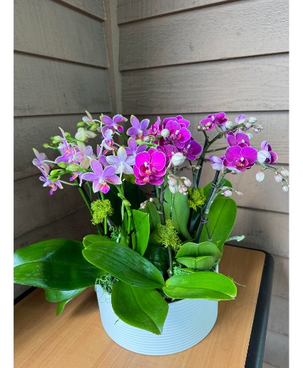 Pink Purple Mix Orchids