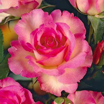 Pink Rose Bouquet  