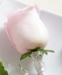 Pink Rose W17-4662 Boutonniere