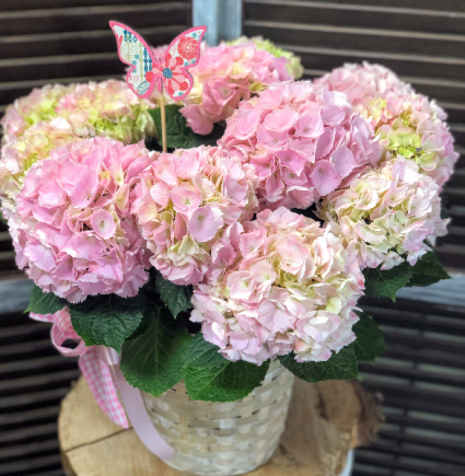 Pink Ruffle Sensation Hydrangea 