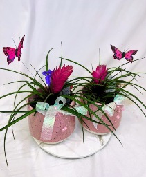 Pink Speckle Bromeliad 