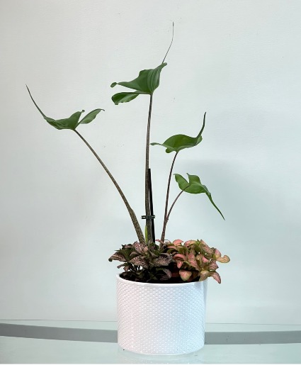 Pink Splash Dish Garden