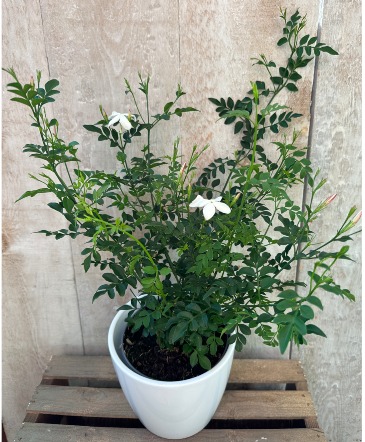 Pink Star Jasmine potted plant in Toronto, ON | THE NEW LEAF FLOWERS & GIFTS Pink Star Jasmine potted plant in Toronto, ON | THE NEW LEAF FLOWERS & GIFTS