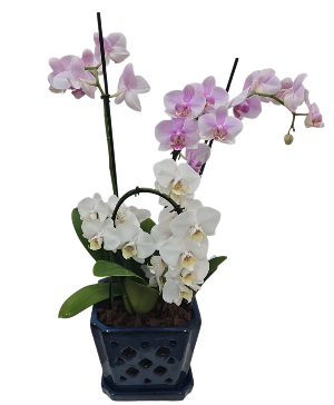 Pink + White Orchid 