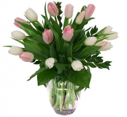 Pink & White Tulips 20 Stems 