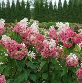 Pinky Winky/Ruby Snow Hydrangea  10" Hardy Hydrangeas (Not currentley in flower)