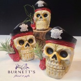 Pirate Air plant Figure Plant