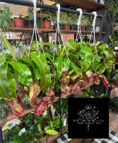 Pitcher Plant  