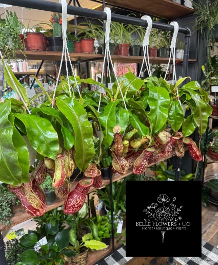 Pitcher Plant