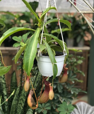 Pitcher Plant (Alata) - 6" Hanging Basket 