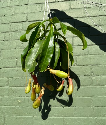 Pitcher Plant Carnivorous Plant in Toronto, ON | THE NEW LEAF FLORIST