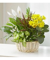 White Garden Basket Yellow Daisies  