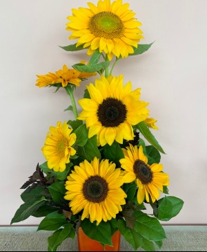 Basking in the Sun Sunflowers