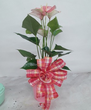 Candy Stripe Anthurium Plant