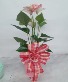 Candy Stripe Anthurium Plant