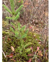  FLOWERS WITH A PLANT A TREE IN NOVA SCOTIA IN MEMORY