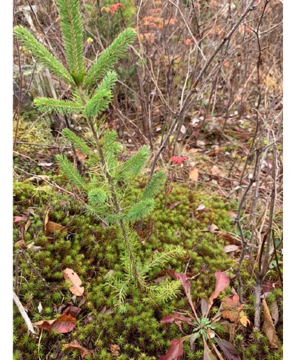  FLOWERS WITH A PLANT A TREE IN NOVA SCOTIA IN MEMORY