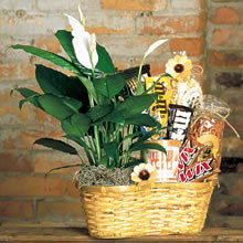 PLANT AND CANDY BASKET 