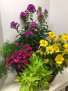 Plant - Annual Perennial Basket Plant
