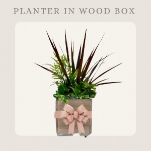 Plant Assortment in Wood Box 