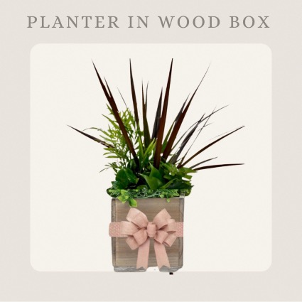 Plant Assortment in Wood Box 