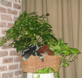 Plant Basket 1 Plant Baskets