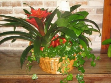 Plant Basket 2 Plant Baskets