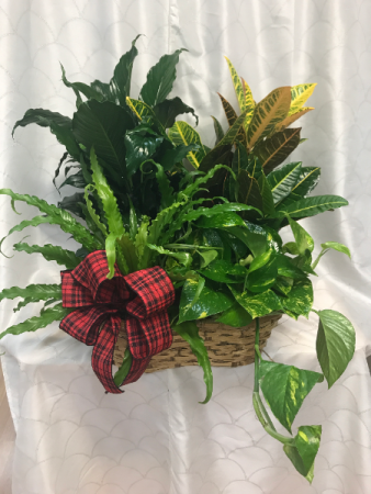 Plant Basket 4 Plants in Basket