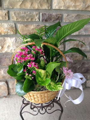 Plant Basket  in Johnstown, CO | Cherished Events