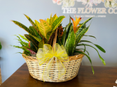 XL Plant Basket  
