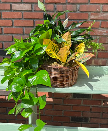 Plant Basket  in Croton On Hudson, NY | Cooke's Little Shoppe Of Flowers