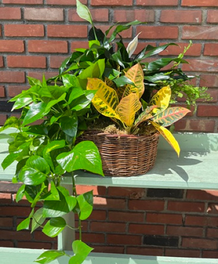 Plant Basket 