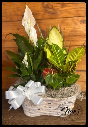Plant Basket 