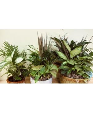 Assorted Plant  Basket Arrangement