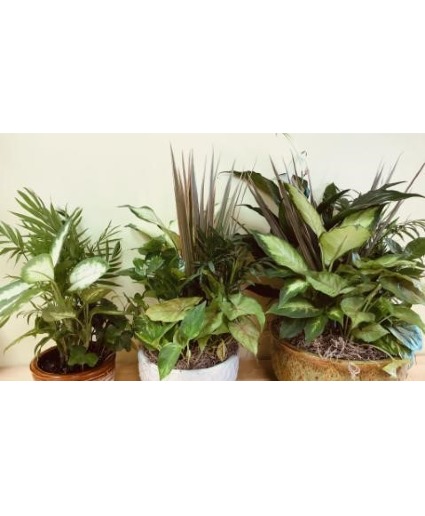 Assorted Plant  Basket Arrangement
