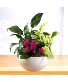 Dish Garden Plants Arrangement