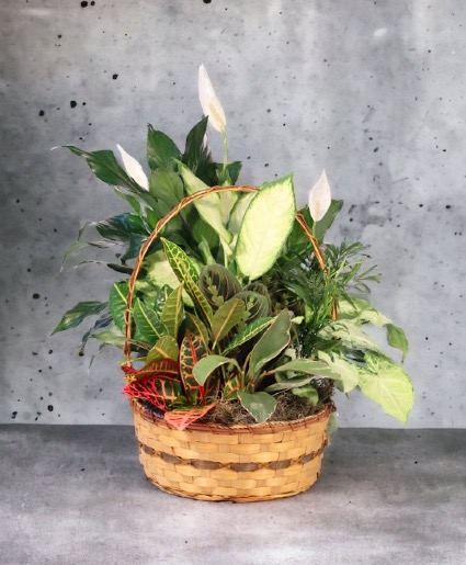 Plant Basket / Dish Garden  